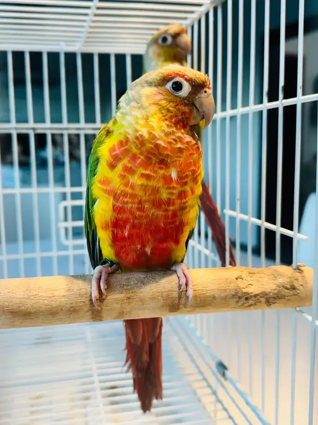 pineapple conures