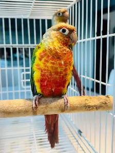 pineapple conures