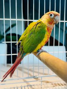 Beautiful pineapple conure - Photo 3