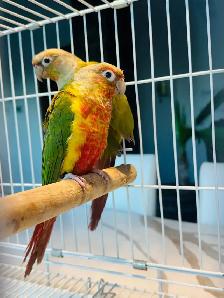 Beautiful pineapple conure - Photo 4