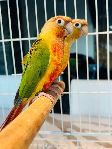 females pineapple conure