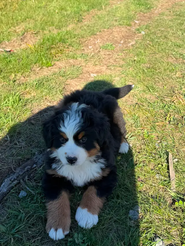 Chiot Chien Bouvier Bernois