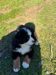 Chiot Chien Bouvier Bernois - Photo 2