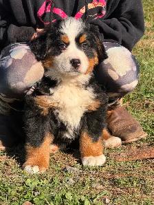Chiot Chien Bouvier Bernois - Photo 3