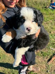 Chiot Chien Bouvier Bernois - Photo 4