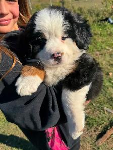 Chiot Chien Bouvier Bernois - Photo 5