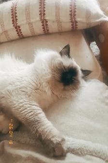 GORGEOUS BABY WHITEMITTTED & CHOCOLATEPOINT RAGDOLLS!! - Photo 9