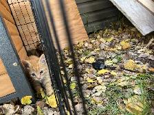 Free kittens