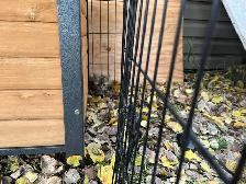 Free kittens - Photo 2