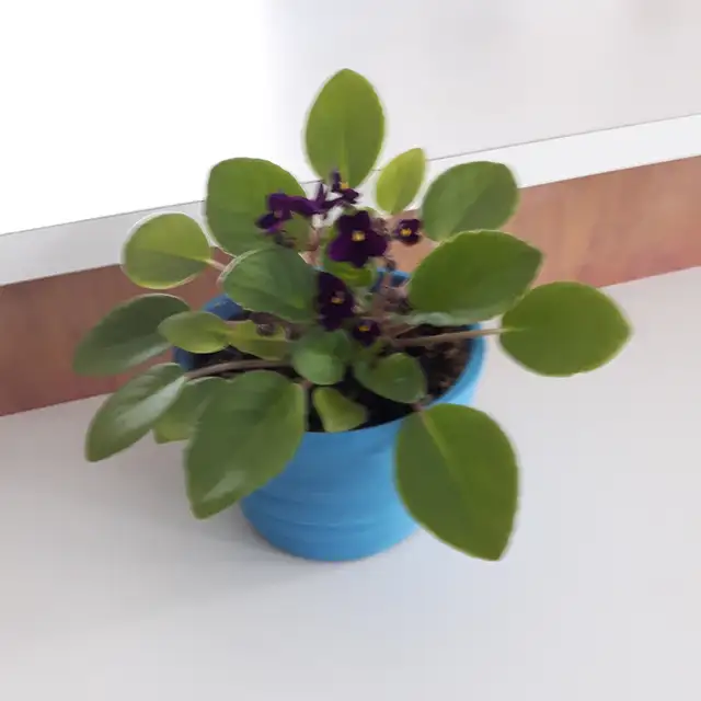 8PLANTES MAISON VERTES BLANCHES UNE ÀFLEURS MAUVES $10.00CHACUNE