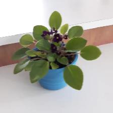 8PLANTES MAISON VERTES BLANCHES UNE ÀFLEURS MAUVES $10.00CHACUNE
