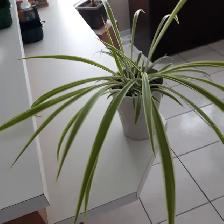 8PLANTES MAISON VERTES BLANCHES UNE ÀFLEURS MAUVES $10.00CHACUNE - Photo 8