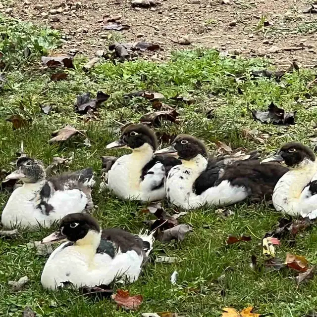Muscovy ducklings