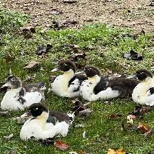 Muscovy ducklings