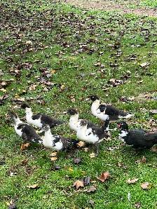 Muscovy ducklings - Photo 2