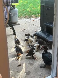 Muscovy ducklings - Photo 3