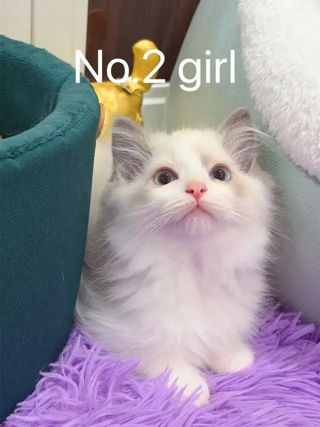 == Blue eyes Ragdoll kittens ready to new home ==