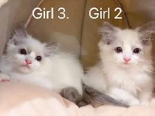 == Blue eyes Ragdoll kittens ready to new home == - Photo 2