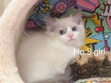 == Blue eyes Ragdoll kittens ready to new home == - Photo 3