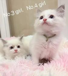 == Blue eyes Ragdoll kittens ready to new home == - Photo 4
