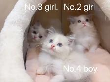 == Blue eyes Ragdoll kittens ready to new home == - Photo 5