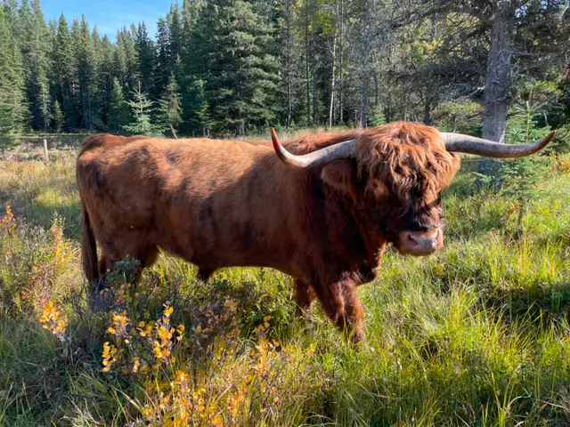 Registered Highland Bull for Sale