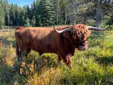 Registered Highland Bull for Sale
