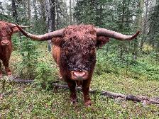 Registered Highland Bull for Sale - Photo 2