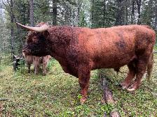 Registered Highland Bull for Sale - Photo 3
