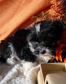 3/4 poodle - Photo 2