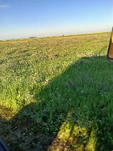 Hay and alfalfa mix bales - Photo 2