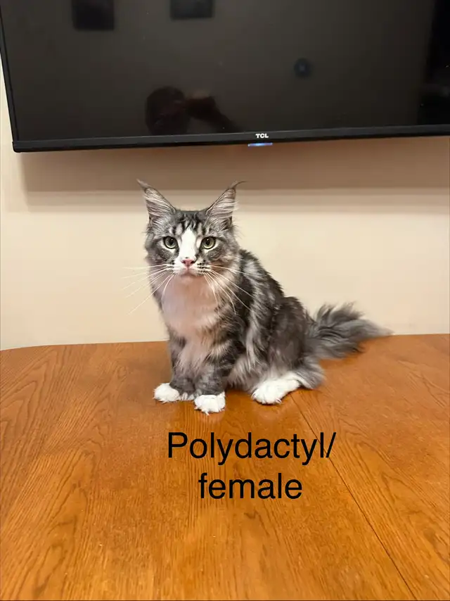 Polydactyl Maine Coon Kittens