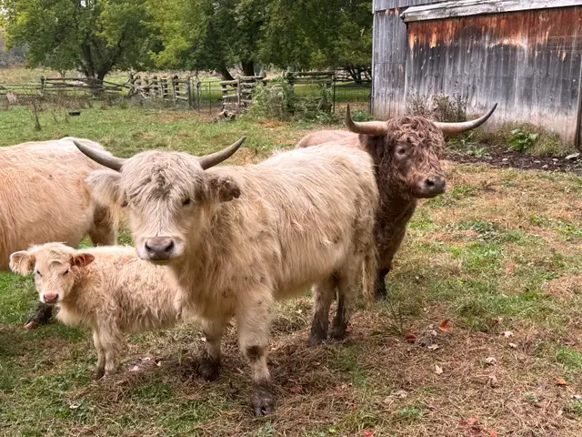 Highland Bull & Heifer for sale