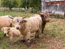 Highland Bull & Heifer for sale