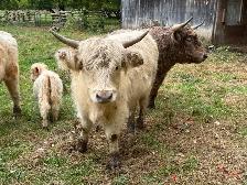 Highland Bull & Heifer for sale - Photo 3