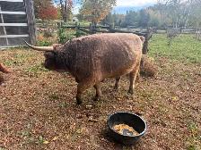 Highland Bull & Heifer for sale - Photo 4