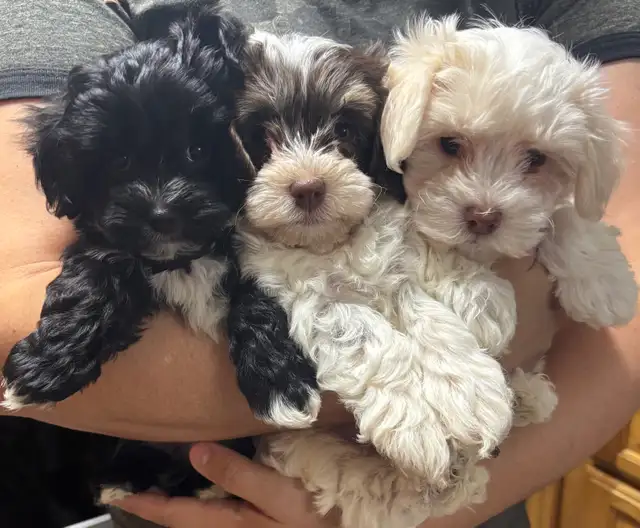 Yorkiepoo puppies