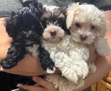 Yorkiepoo puppies