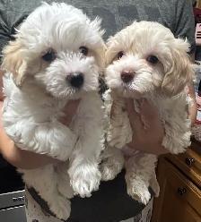 Yorkiepoo puppies - Photo 2