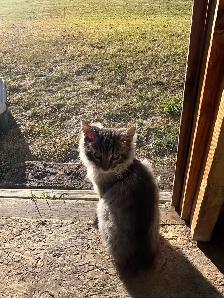 older female kitten - Photo 2