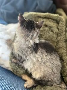 older female kitten - Photo 4