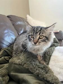 older female kitten - Photo 5