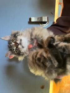 older female kitten - Photo 8