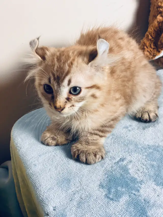 Highland lynx chaton à vendre