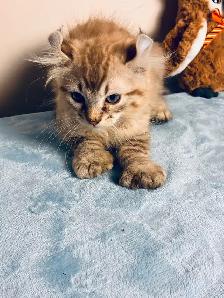 Highland lynx chaton à vendre - Photo 2
