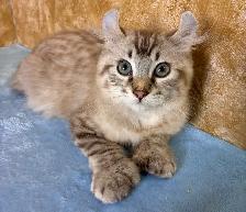 Highland lynx chaton à vendre - Photo 5