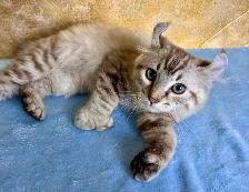 Highland lynx chaton à vendre - Photo 6