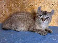 Highland lynx chaton à vendre - Photo 7