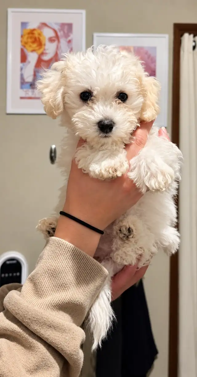 10 week old BICHON FRISE   Asking $800
