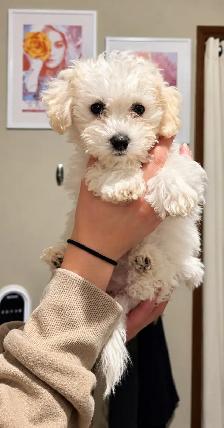 10 week old BICHON FRISE   Asking $800